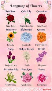 Best Of Flowers Meaning Love And Passion And Description In 2020 Flower Meanings Babys Breath Flowers Babys Breath