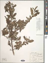 Image result for Diospyros truncatifolia