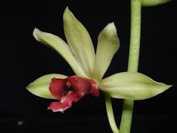 Image result for Phaius occidentalis