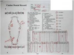 43 Complete Canine Dental Assessment Chart