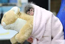 Pin On Animals
