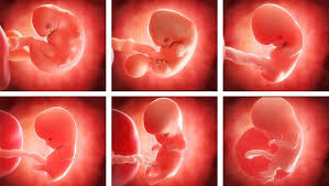 Desarrollo embrionario - Primer trimestre | Etapas del Embarazo ...