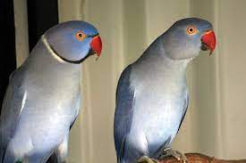 What kind of bird is a blue ringneck parakeet? Male And Female Blue Indian Ringneck Parrot Google Search Parrot Pet Birds Parrot Pet