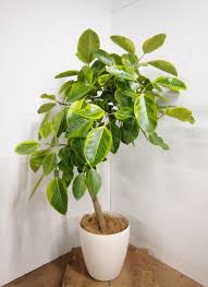 観葉植物 150cm フィカス アルテシーマ 10号 23330 1都3県配送限定商品 観葉植物ならhitohana ひとはな