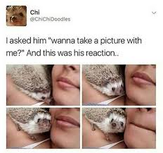 15 Perfect Hedgehog Memes To Make You Laugh Through The Weekend Cute Baby Animals Cute Little Animals Funny Animals