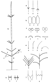 Image result for Casuarinaceae