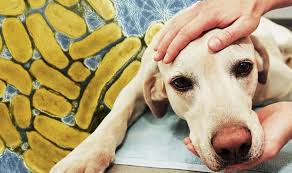 All ready this month, 3 pet food companies have announced recalls of dog food or dog treats because of potential salmonella contamination:~ redbarn pet. Dog Food Alert Food Standards Authority Issues Immediate Recall After Salmonella Found Uk News Express Co Uk