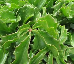 Image result for Cyphostemma quinatum