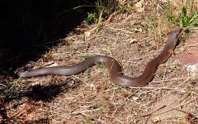 Australias 10 Most Dangerous Snakes