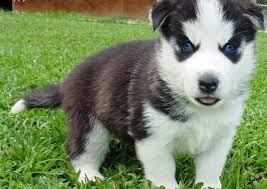 Cute Baby Huskies With Blue Eyes For Sale Images Pictures Baby Huskies Husky With Blue Eyes Blue Eyed Husky Puppy