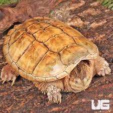 Image result for Cryptolepis hypoglauca