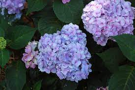 What are cookies, exactly, and are they good or bad? Hydrangeas 10 Best Flowering Shrubs To Grow Gardenista