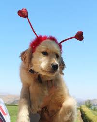 B U M B L E B E E On Instagram Love Bug Reporting For Duty Golden Retriever Goofy Dog Golden Retriever Puppy