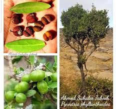 Image result for Pyrostria phyllanthoidea