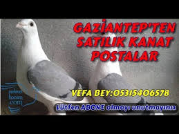 Satilik 36 Tane Kanat Posta Guvercinleri Youtube