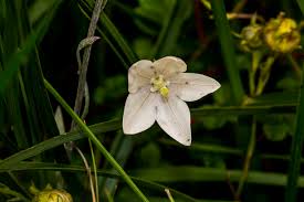 Image result for Wahlenbergia huttonii