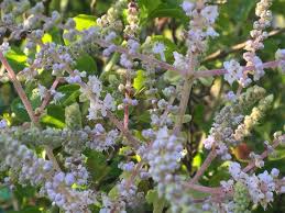 Image result for Tetradenia