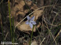 Image result for Wahlenbergia subaphylla