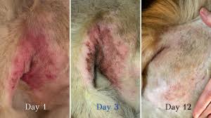 Image result for hotspot dogs