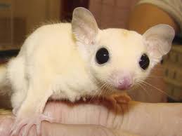 White Sugar Glider Natural History