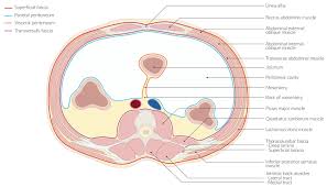 Anatomical terms derive from there are (a) nine abdominal regions and (b) four abdominal quadrants in the peritoneal cavity. Aeekaowfsj40wm