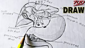 The liver is the biggest organ in the frog's body, and should be the easiest to locate. How To Draw Liver Stomach And Pancreas Labelled Diagram Class 11 Diagram Liver Youtube