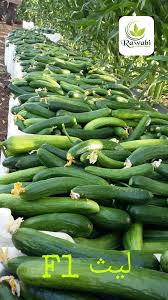 شركة روابي الزراعية posts facebook