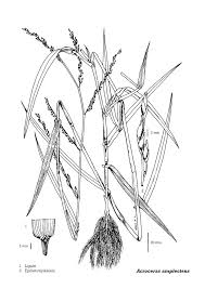 Image result for Acroceras