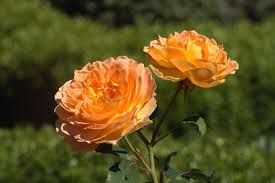 There are 2621 orange tea roses for sale on etsy, and they cost 10,31 $ on average. Free Stock Photo Of Orange Tea Rose Download Free Images And Free Illustrations