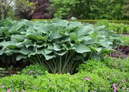 Top with fresh mint, red onion, cherry or grape tomatoes. Giant Hostas Diy