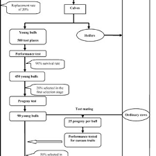 Flow Chart Showing The Breeding Plan Simulated For The