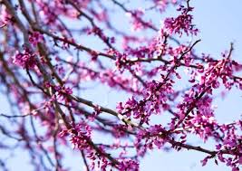 I got my 10 trees some years past and today i noticed the 3 trees that i thought were only an ornamental flowering small yard tree by the name of sergents white flowering crab apple. 5 Native Flowering Trees Of Central Texas Native Backyards