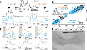 77lucks merupakan situs judi bola online terbaik dan agen judi slot online terpercaya di indonesia. A 1 H 1d Nmr Spectra Of Zsw 77 Before And After Addition Of Mg 2 And Download Scientific Diagram