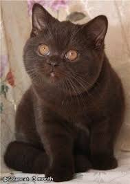 Beautiful Black Cat With Brown Eyes Cute British Shorthair Cats Cat Love