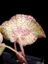 Image result for Begonia longipetiolata
