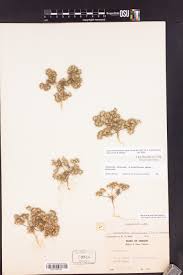 CPNWH Search Results