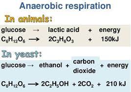 O Level Biology Complete Notes Respiration Page 2 Wattpad