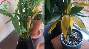 Caring for a lucky bamboo plant is a relaxing pastime that's great for reducing stress. Lucky Bamboo Turning Yellow 9 Causes And How To Fix It Garden For Indoor