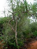 Image result for Commiphora fulvotomentosa