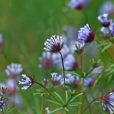 Image result for Rourea orientalis