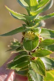 Image result for Cliffortia