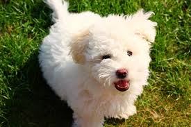 Check spelling or type a new query. Bolognese Dog Breed Information American Kennel Club
