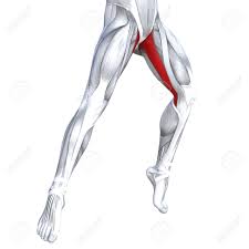 Some of the more common ones are Concept Conceptual 3d Illustration Fit Strong Front Upper Leg Stock Photo Picture And Royalty Free Image Image 103178279
