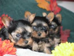 Find 13 listings related to yorkie puppies in mount juliet on yp.com. Yorkshire Terrier Puppies In Tennessee