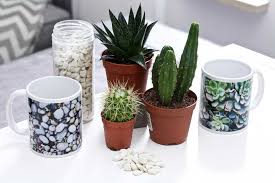 Planting cactus definitely presents a few challenges, but hopefully these simple tricks and techniques will help make your next planting session a success! A Photo Mug As A Diy Flowerpot For Cacti Succulents Ifolor