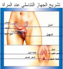 غشاء بكارة بالصور غشاء البكاره لدى البنات اجمل الصور