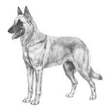 Baby food is very easy to swallow and digest and is a great way to give oral medications. Belgian Malinois Dog Breed Info Photos Common Names And More Embarkvet