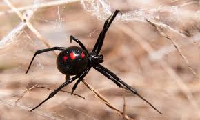 They normally bite when they're. How To Get Rid Of Black Widow Spiders Gregory Pest Solutions