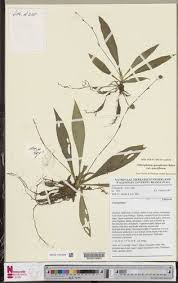 Image result for Chlorophytum sparsiflorum