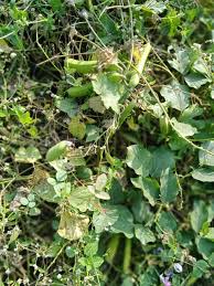 Image result for Canavalia cathartica